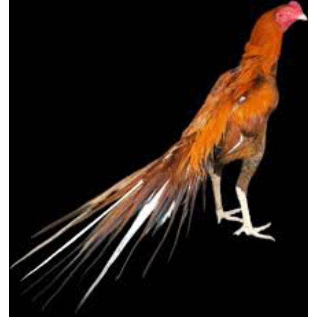 

paket hemat 3 telur ayam wangkas ekor lidi fertil siap buat ditetaskan