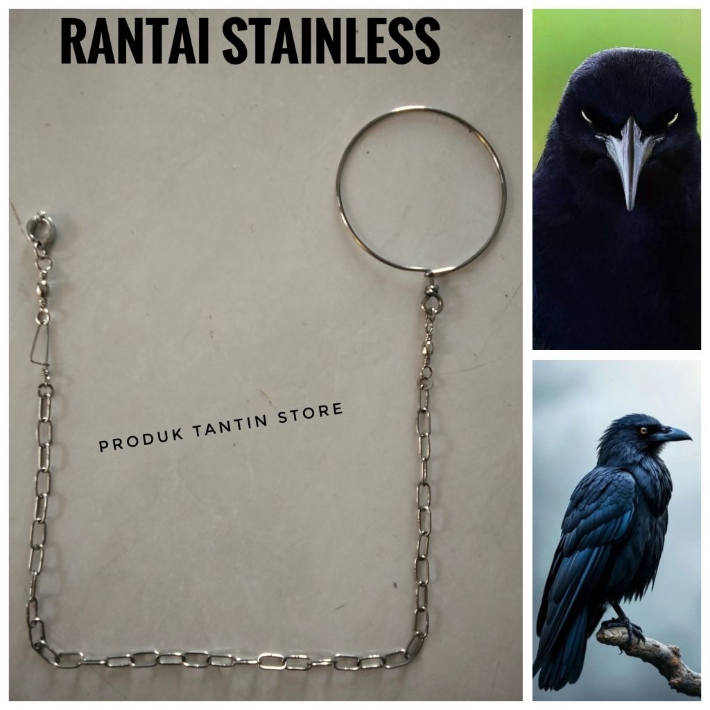 Rantai Stainless Burung Gagak Gaok
