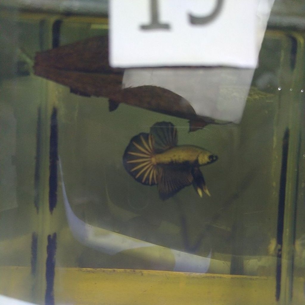 line giant hmpk black coper