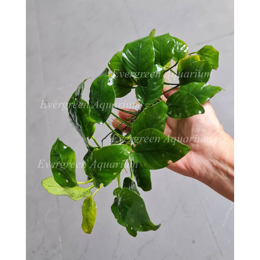 Evergreen Aquarium Anubias Barteri Nana JUMBO 20 helai