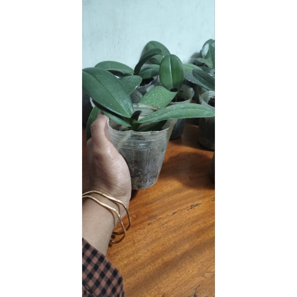 anggrek bulan remaja