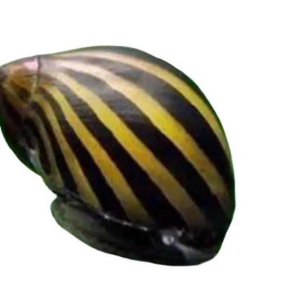 keong/hias/turbo/aquascape