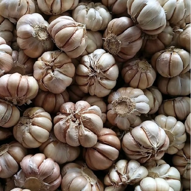 

Bawang putih sinco sudah bersih berat 1kg