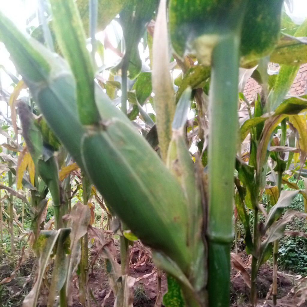 

Jagung manis segar