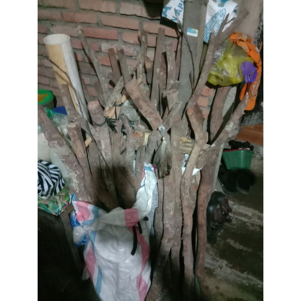 Kayu Sulaiman alami
