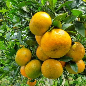 

Buah Jeruk RGL Manis Segar Fresh Petik dari Kebun 1Kg