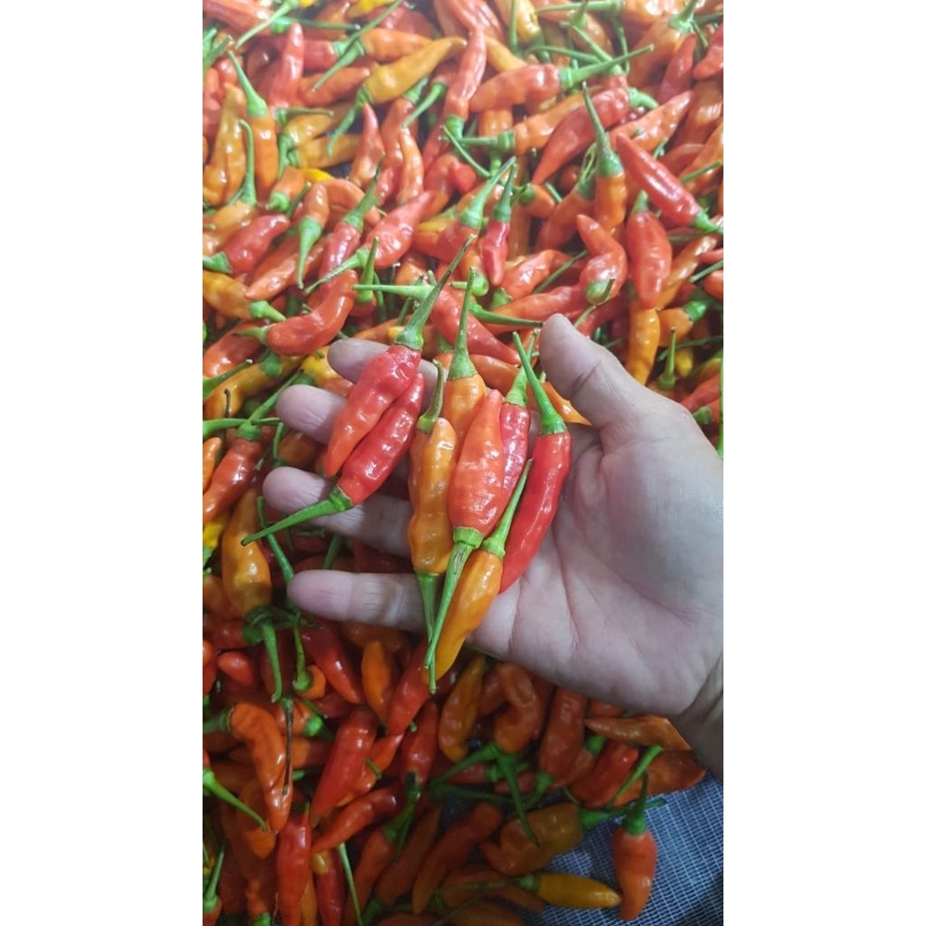

Cabai Rawit ORI segar 500gr