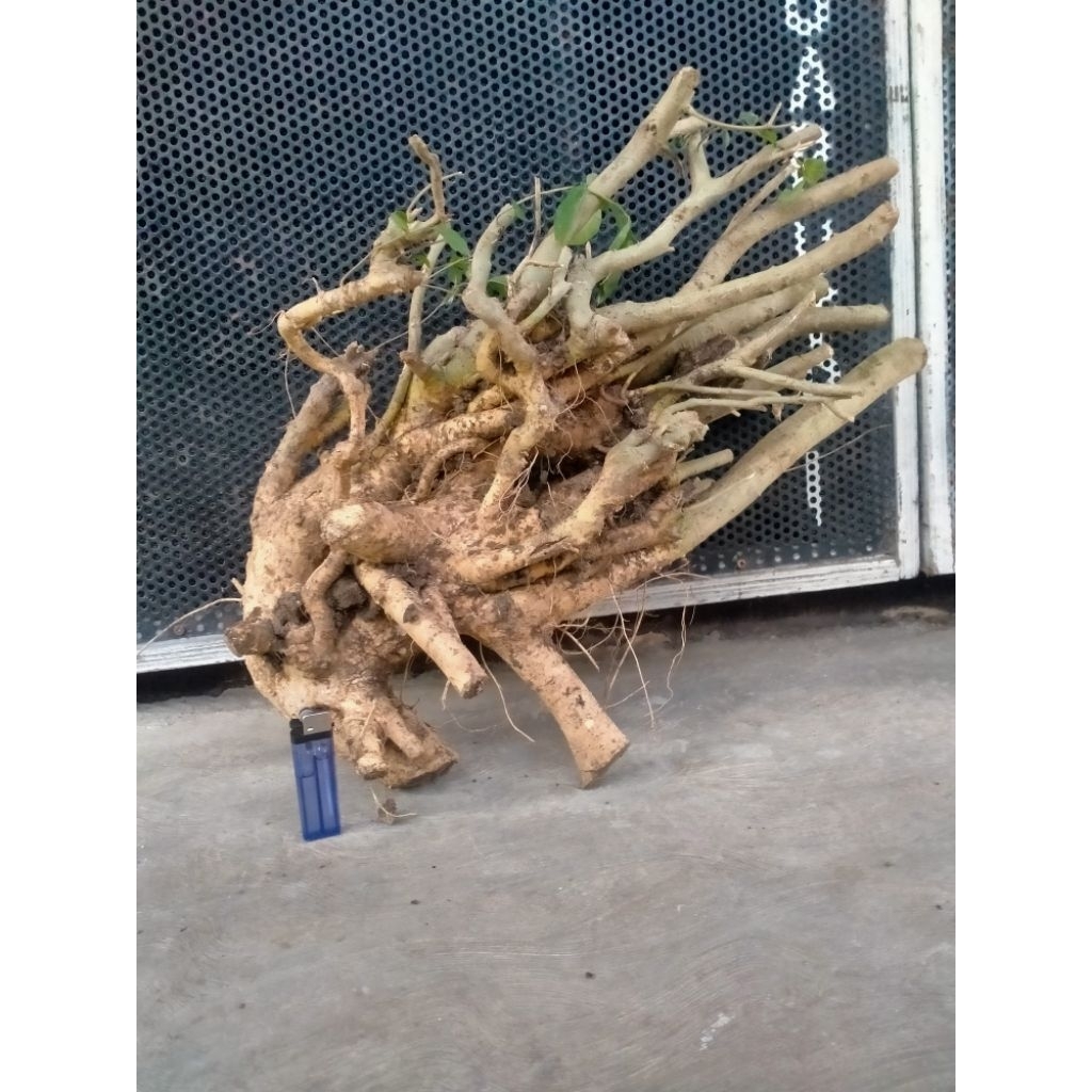 dongkelan bonsai serut gruping istimewa 50k