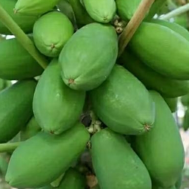 

SAYURAN PEPAYA MUDA/PEPAYA MENTAH FRESH BARU PETIK ORGANIK