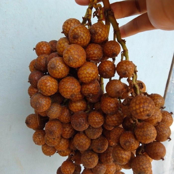 

New Promo 1000GRAM BUAH JERNANG / BUAH HOE / BUAH ROTAN SEGAR COD