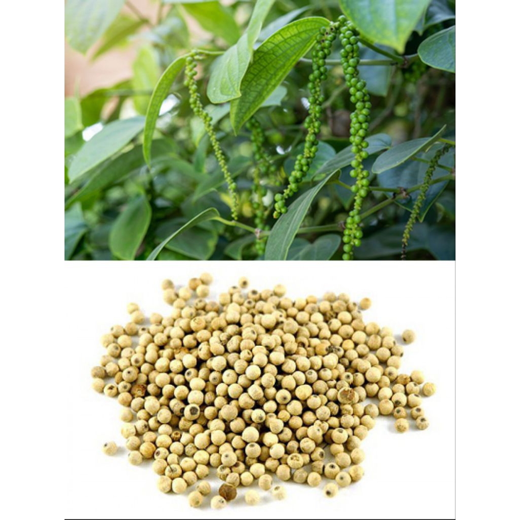 BIBIT LADA PERDU SIAP TANAM| Merica perdu unggul