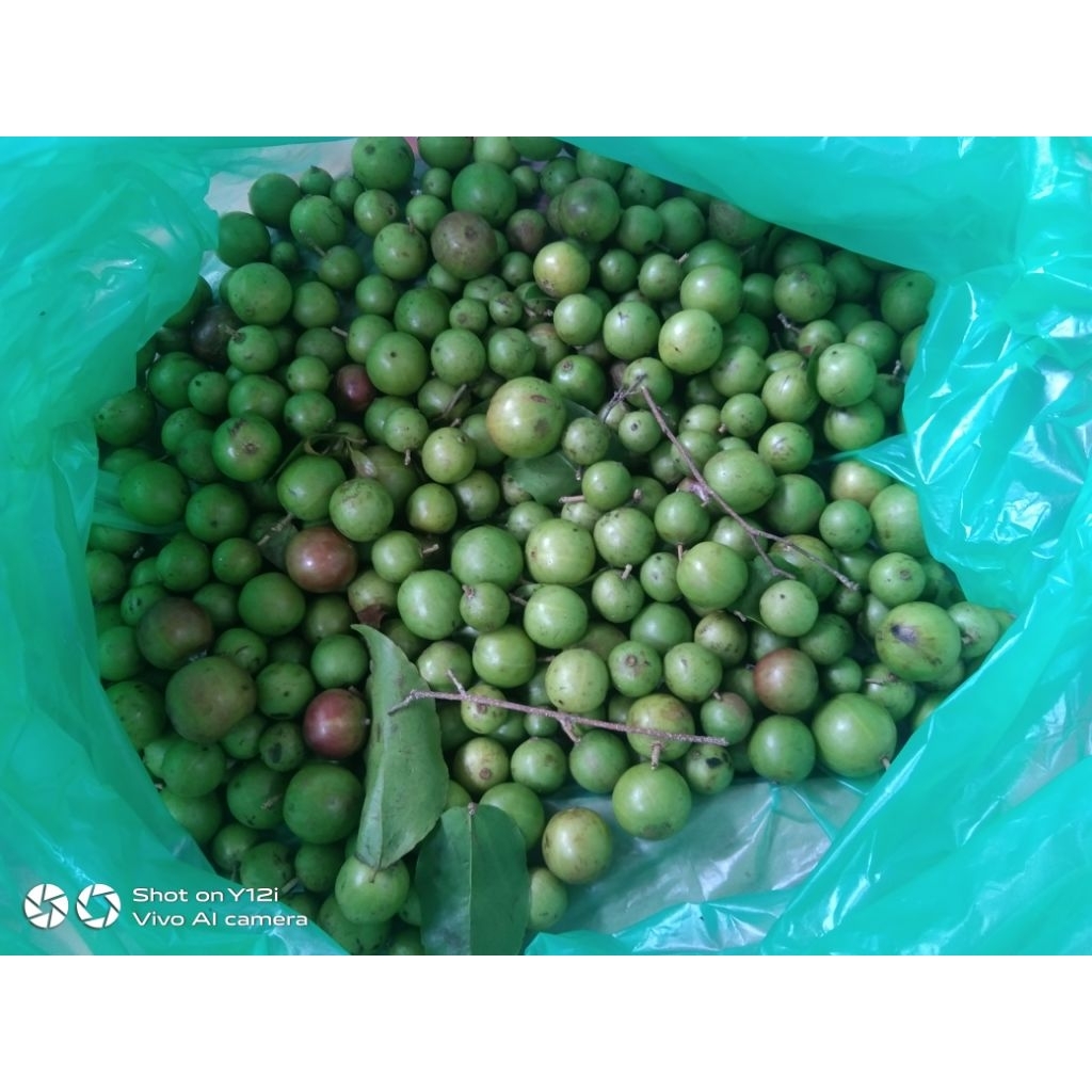 

buah rukem ijo berkwalitas