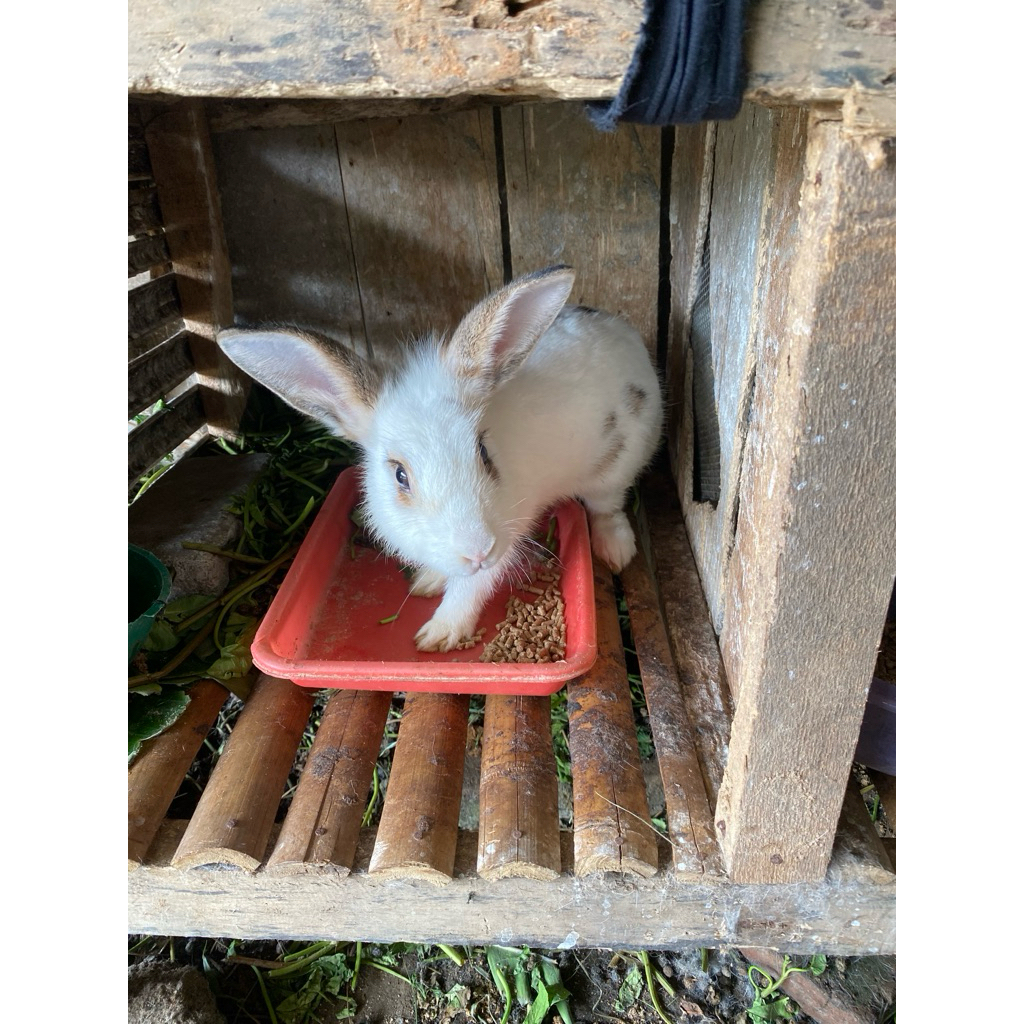 Kelinci Lokal dewasa jantan