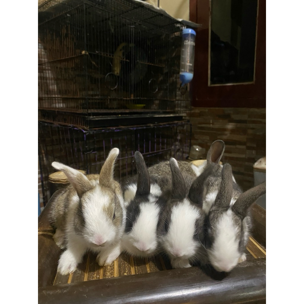 Anakan kelinci lokal