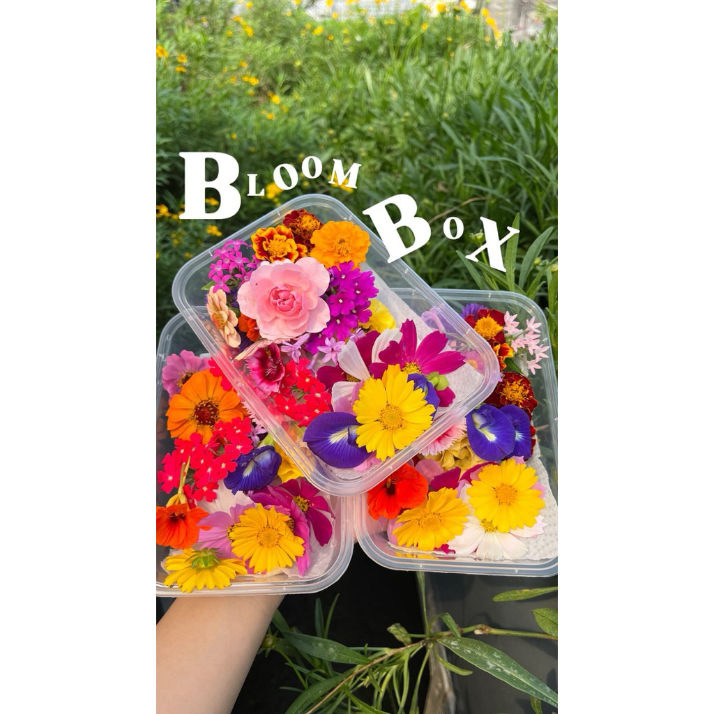 

Edible flower Mix | Garnish makanan | Garnish minuman