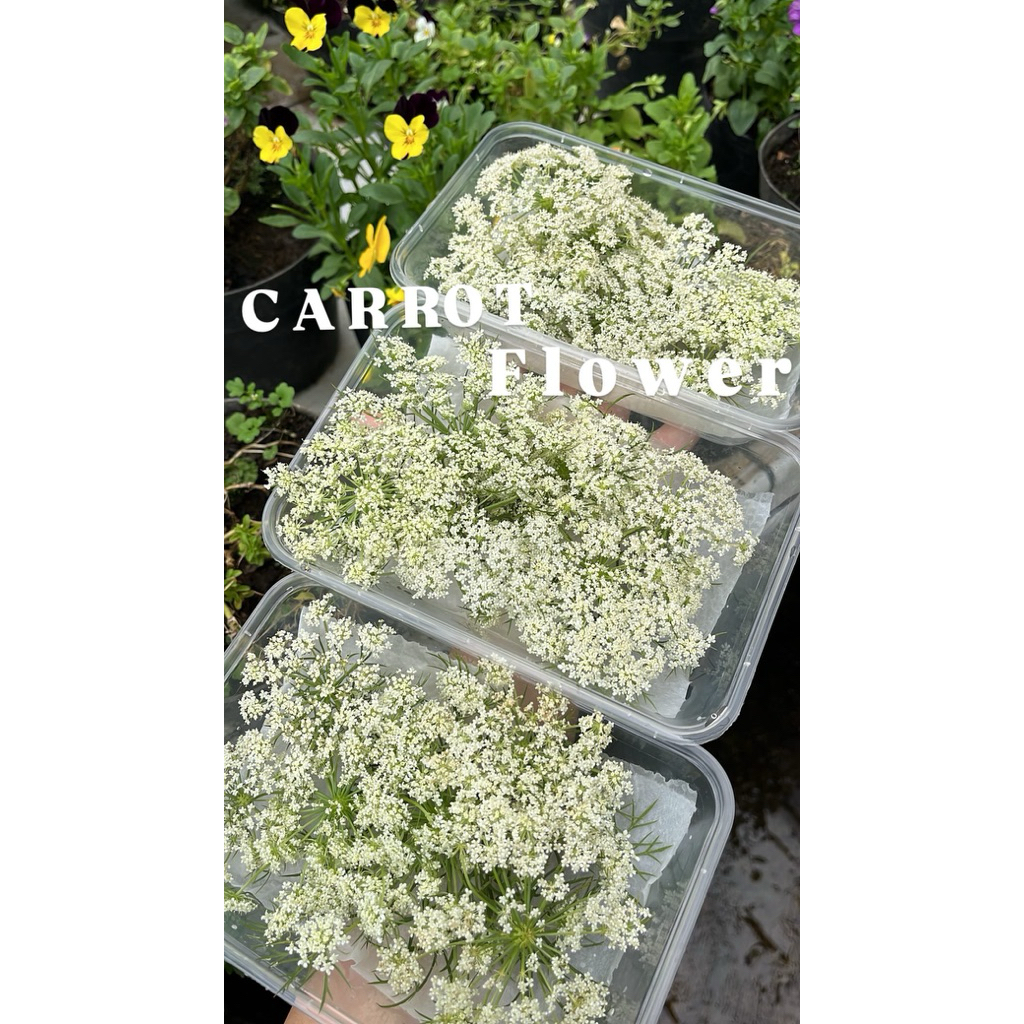 

Carrot Flower | Edible flower Mix | Garnish makanan | Garnish minuman