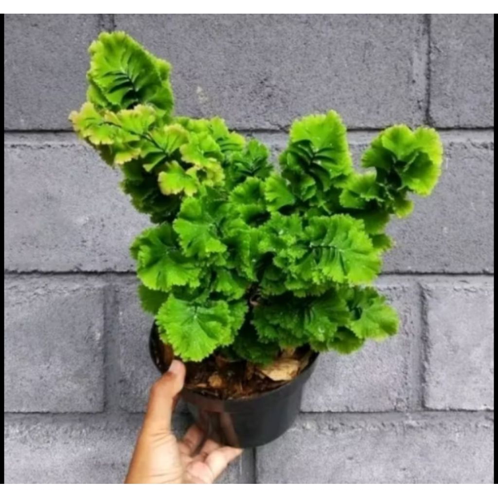 POHON SUPLIR TUSUK SATE / TANAMAN HIAS SUPLIR TUSUK SATE