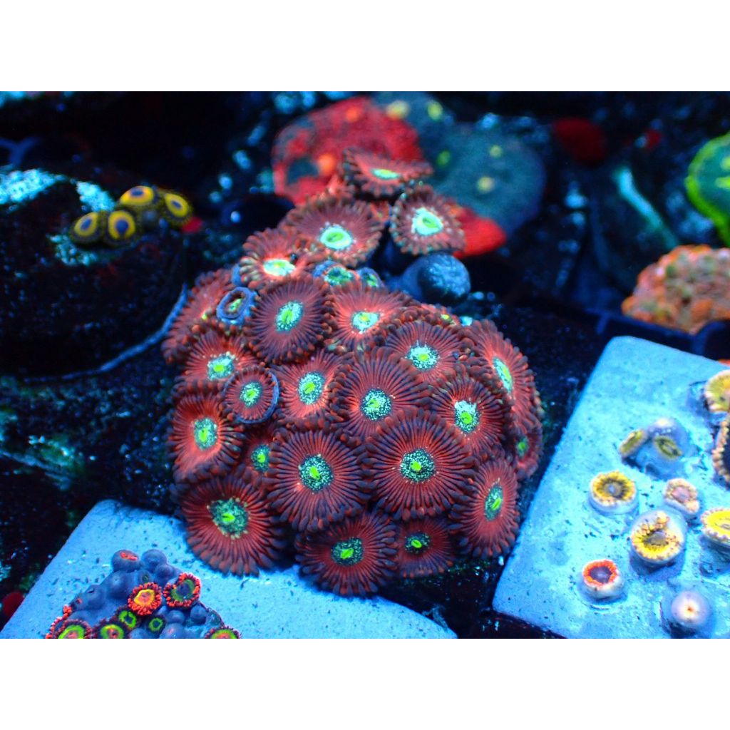 Zoa Magician Koloni Reeftank Coral Aquarium Laut