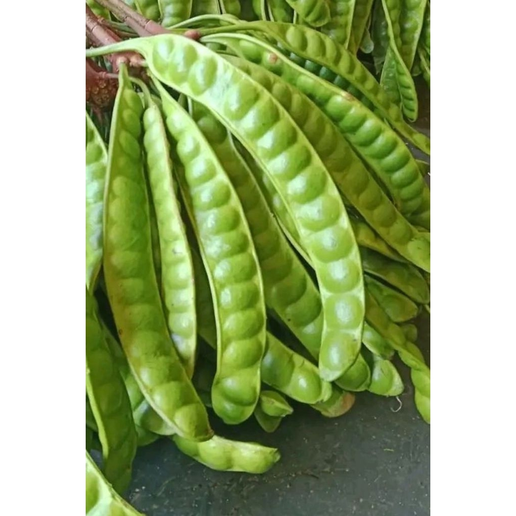 

pete padi super tuwa baru petik per 3 papan