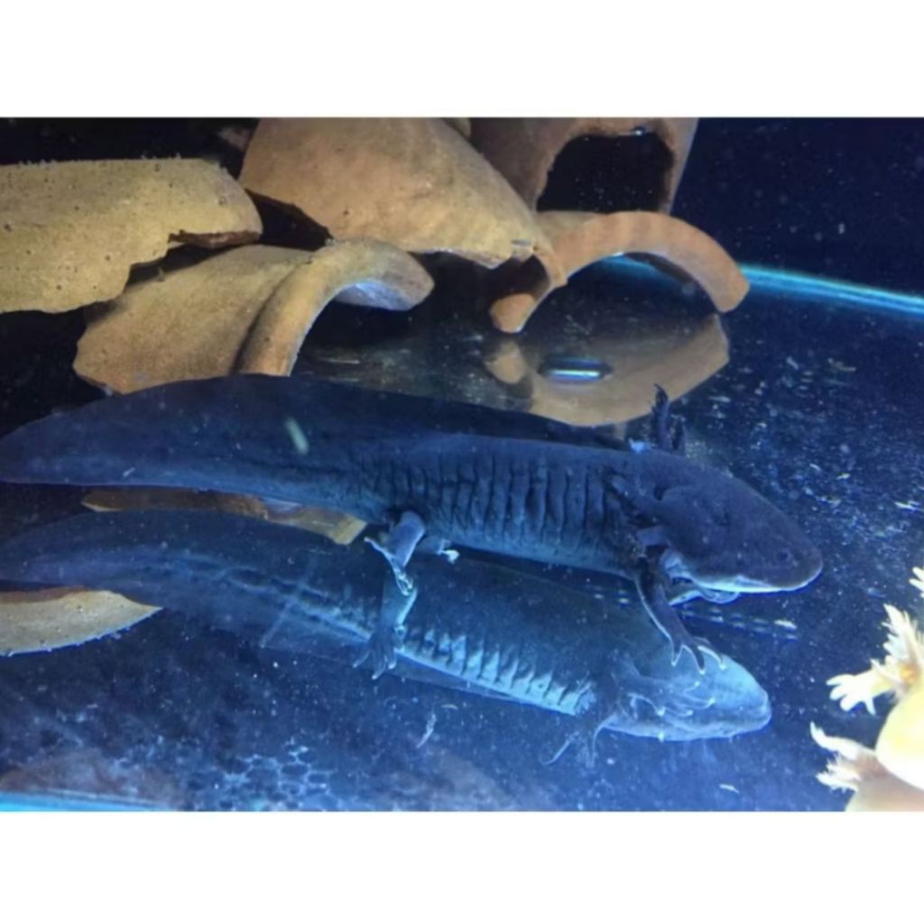 IKAN HIAS AXOLOTL HITAM [SIZE 13-15 CM] FULL BLACK MELANISTIC MELANOID DOGFISH SALAMANDER