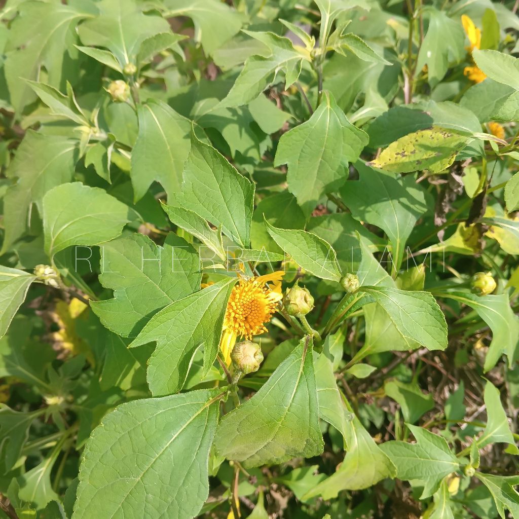 

Daun insulin segar dan kering