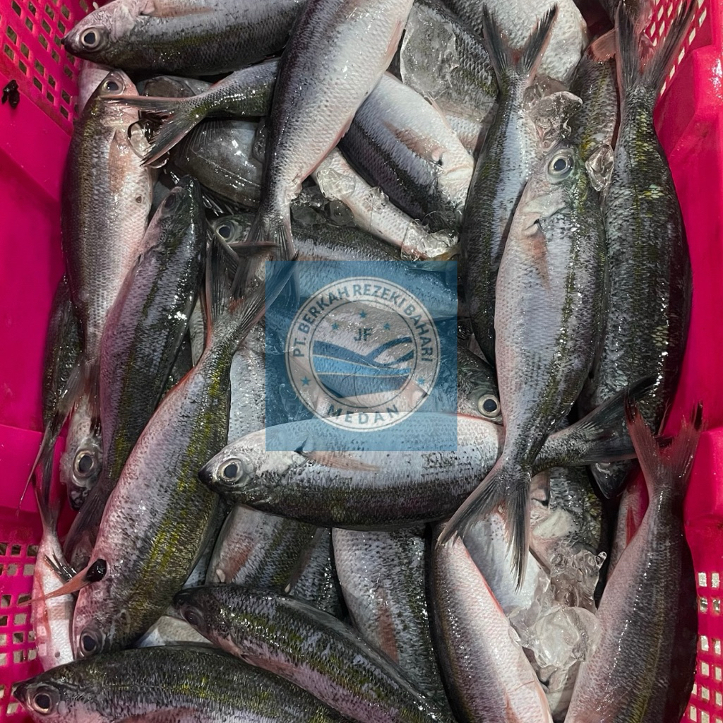 

Ikan Timun Biru Segar per Kg