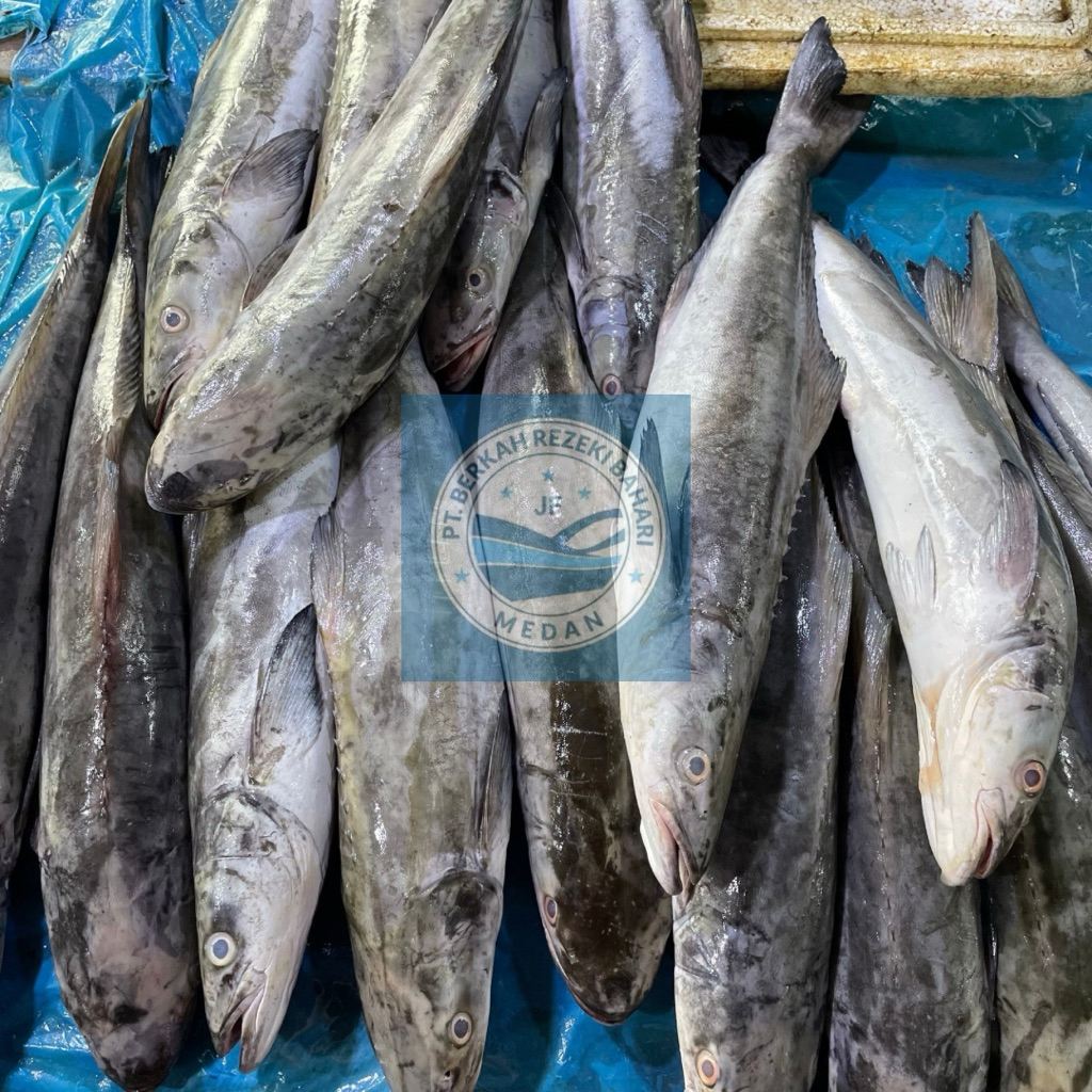

Ikan Tasik/ Gabus Laut per Kg