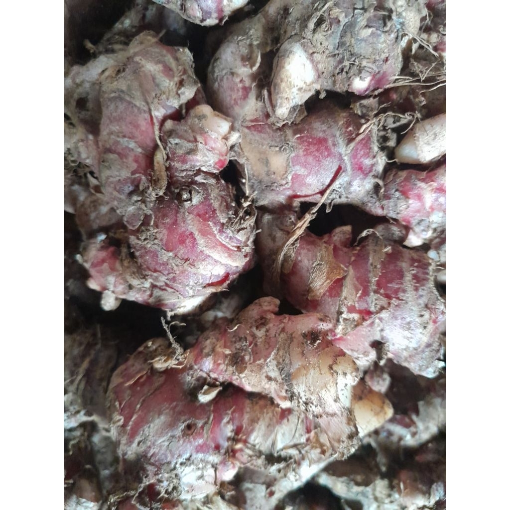 

Jahe merah 500 gram masih segar