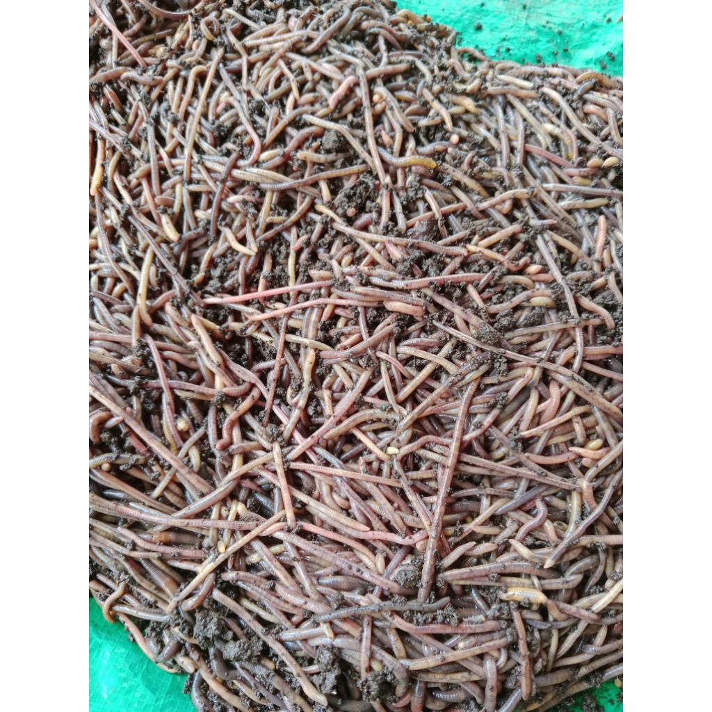 cacing merah hidup cacing anc cacing merah