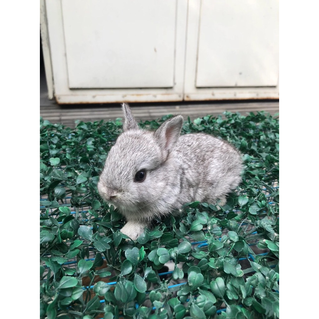 Kelinci Mini Netherland Dwarf Chincila , Broken