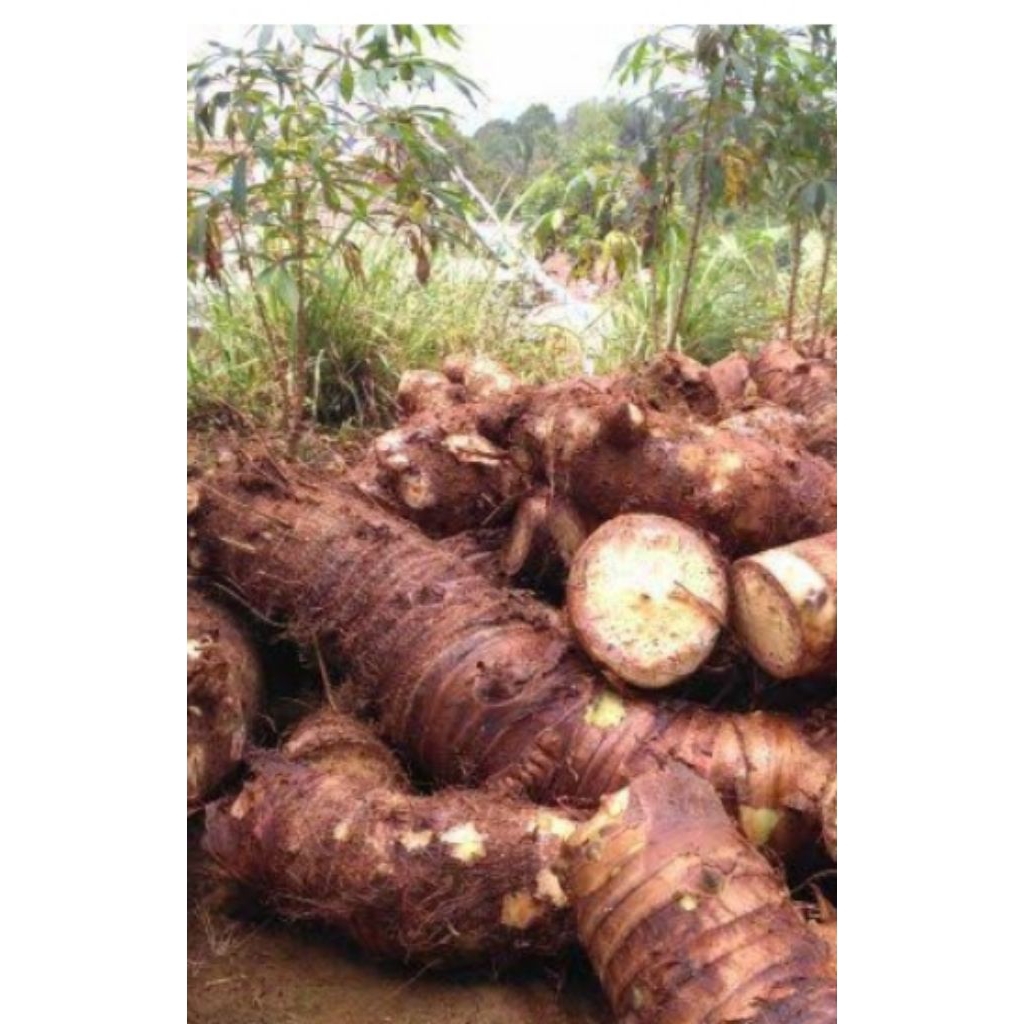 

MBOTE / TALAS PULEN / UBI TALAS / MBOTE SEGAR 1KG