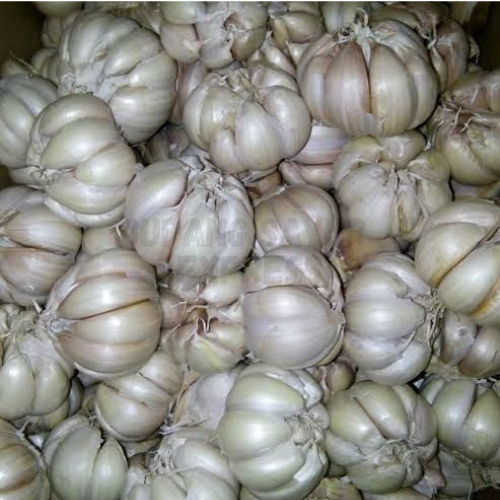 

Bawang Putih Murah Sortir Bersih BIGSALE 1Kg