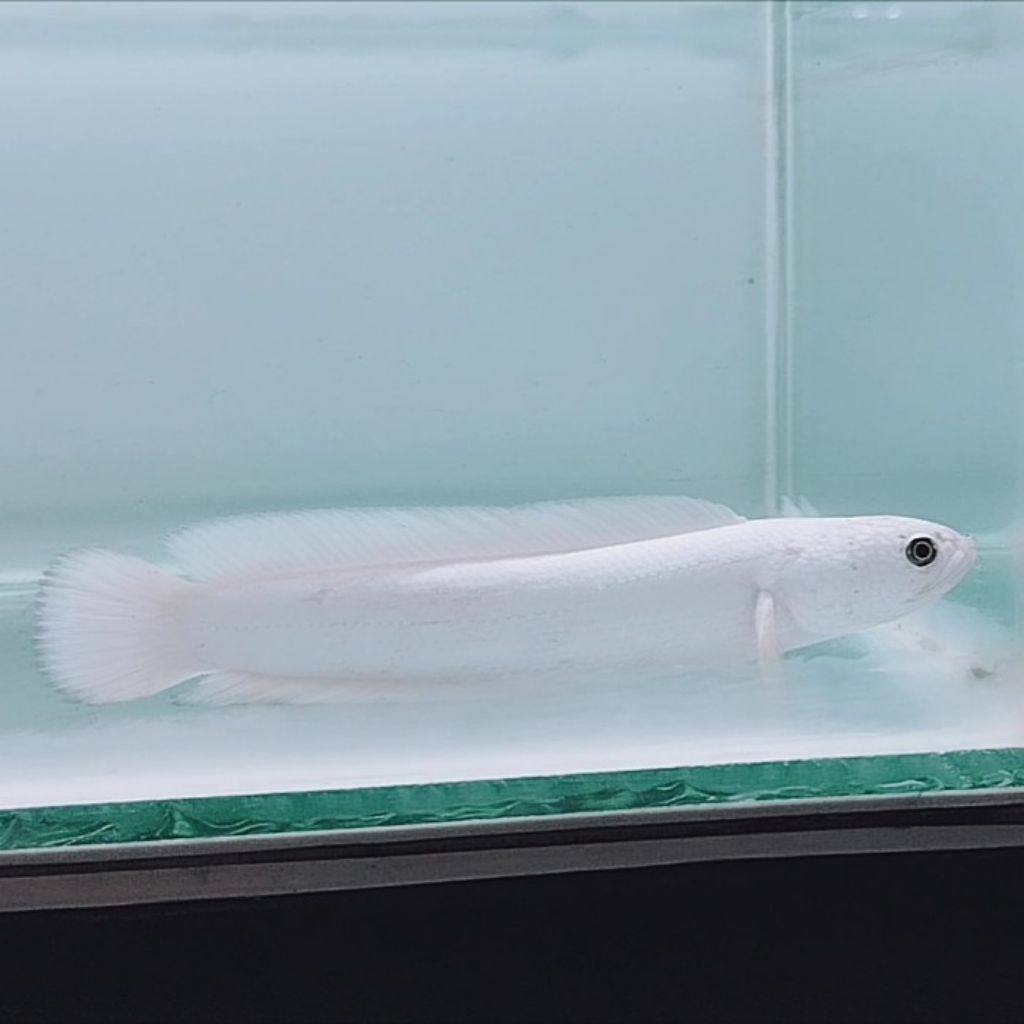 Asiatica Platinum Full Mutasi Putih