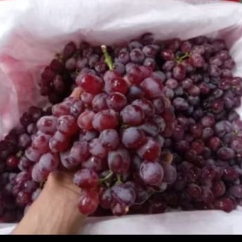 

Buah Anggur Crimson RRC per 1 bok krat