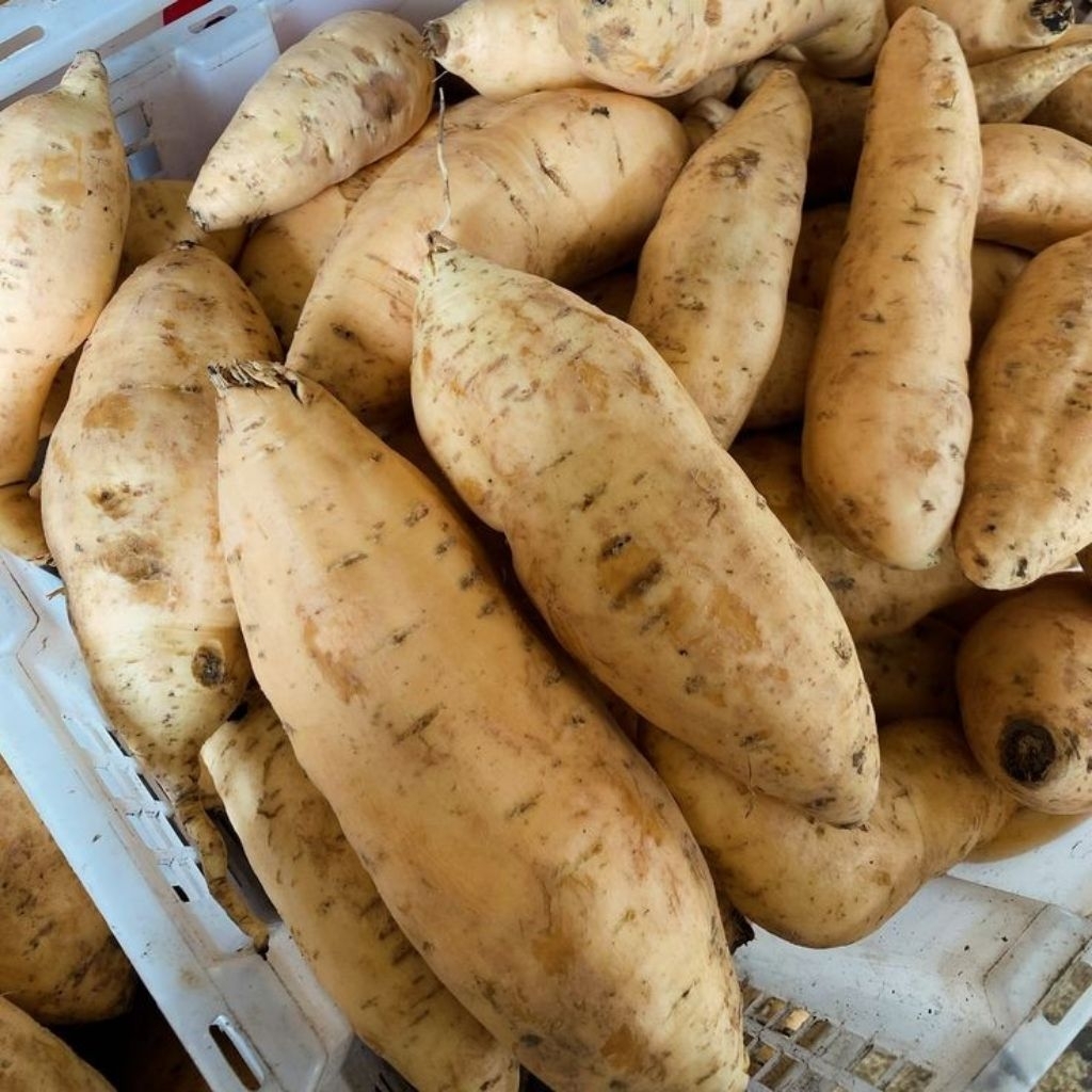 

Ubi Cilembu Madu Spek Oven Fresh Mentah 1kg