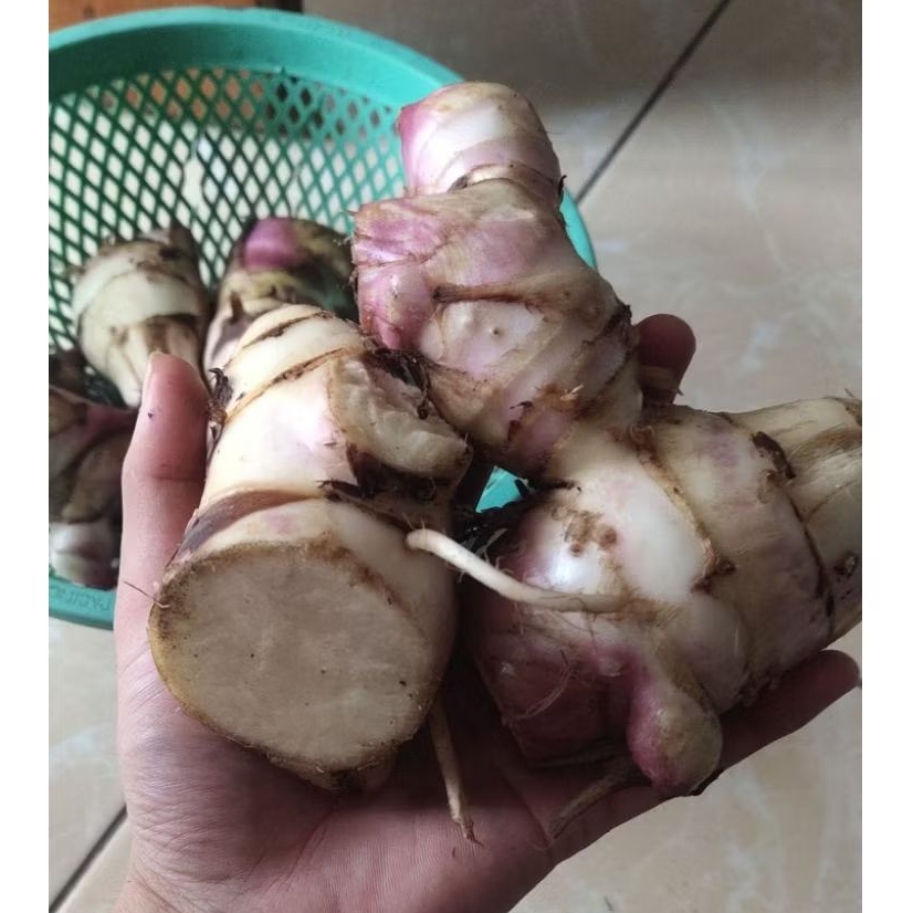 

ubi umbi ganyong merah segar 1 kg