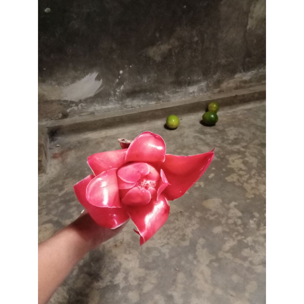 

bunga kecombrang segar/rombeh /1 biji