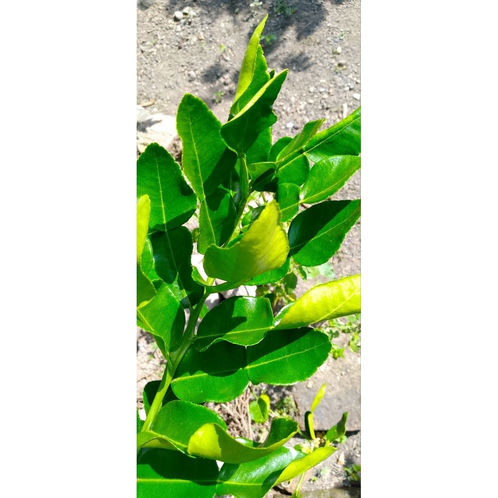 

Daun Jeruk Bumbu Masak