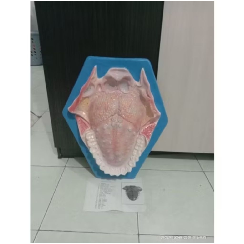 

penampang model lidah dan gigi