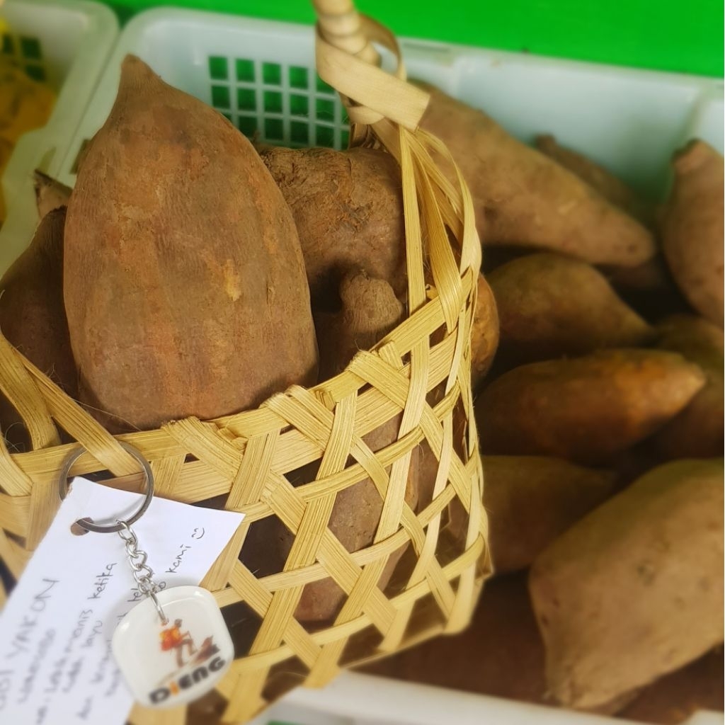 

Ubi Umbi Buah Yakon Yacon Wonosobo Dieng Sweet Root Menurunkan Diabetes Kolesterol Obesitas