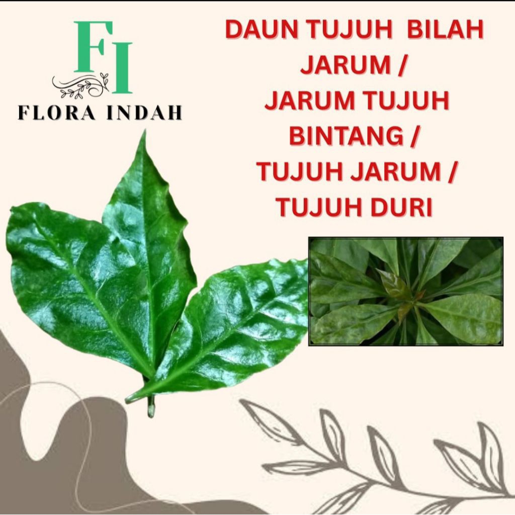 

DAUN TUJUH BILAH JARUM / JARUM TUJUH BINTANG / TUJUH JARUM / TUJUH DURI SEGAR ORGANIK HERBAL DIPETIK SAAT ADA ORDER