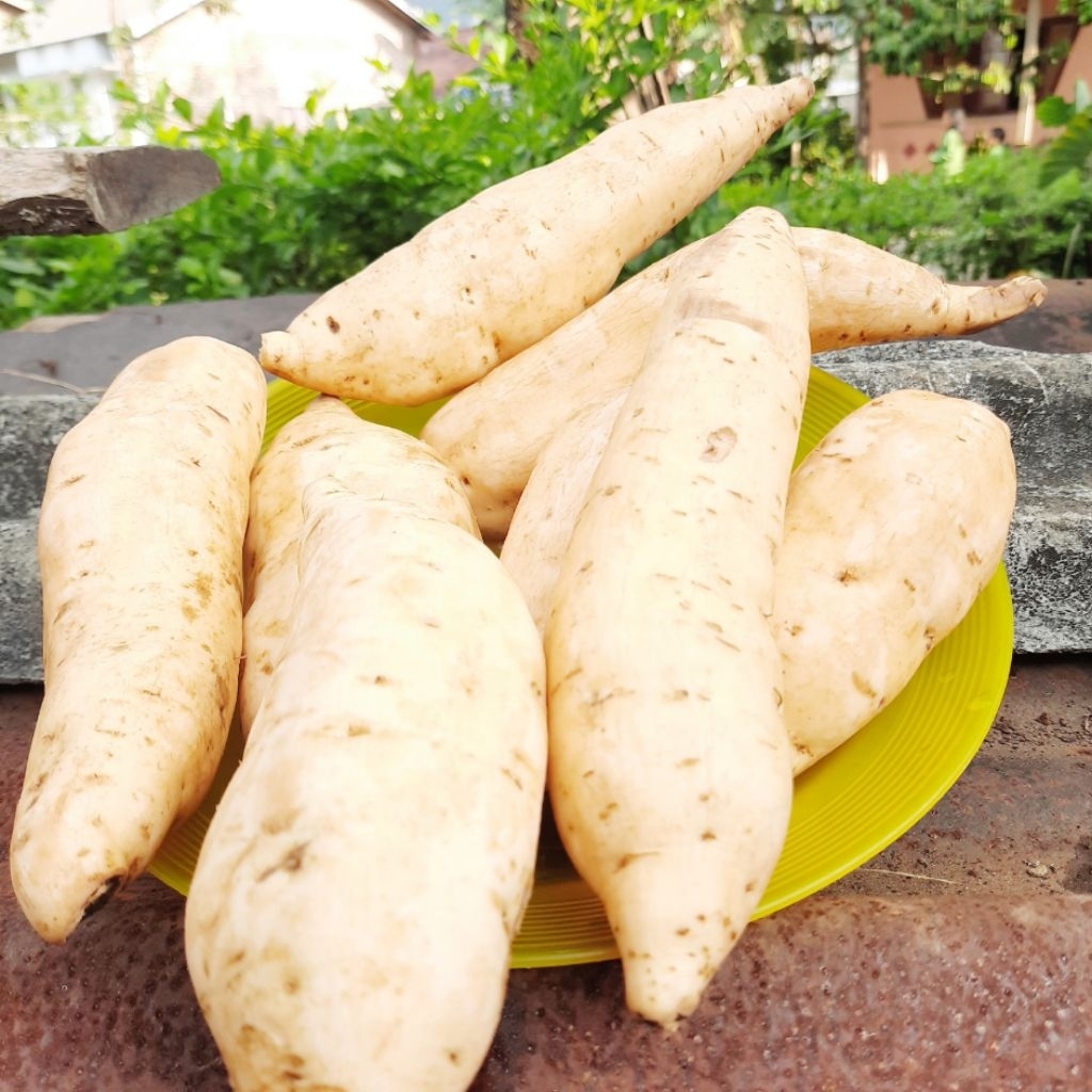 

Ubi Cilembu Manis Ukuran Besar Paket 10 Kg Fresh Harga Spesial