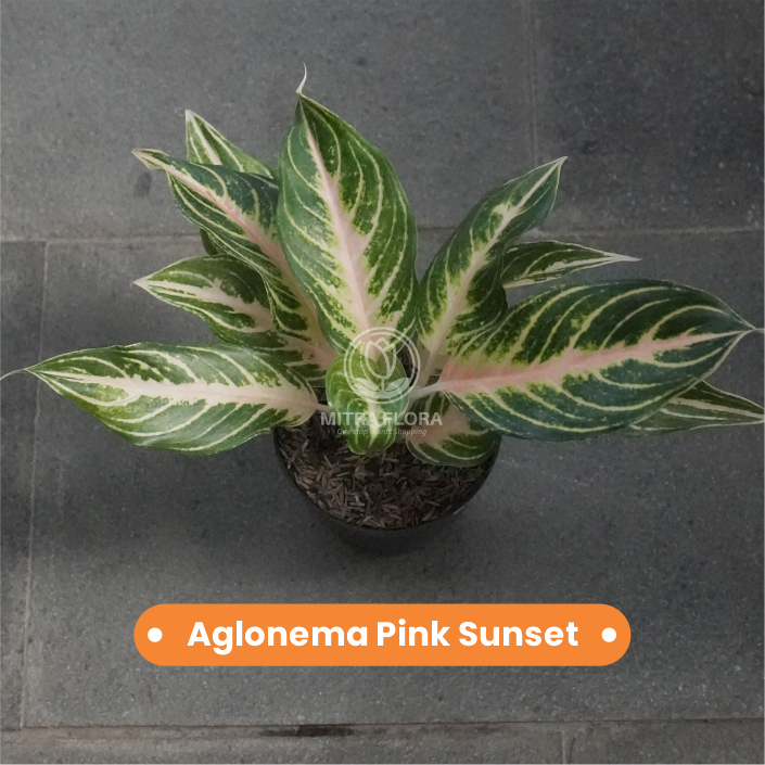 Aglonema Pink Sunset Violet Rumpun Asli Tanaman Hias Daun Gradasi Ungu Pink Siap Tanam Indoor Outdoo