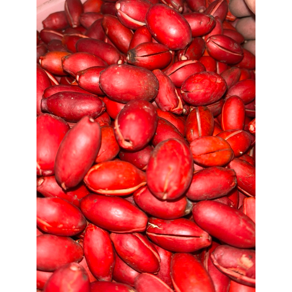 

kulit melinjo full merah mateng di pohon 2kg