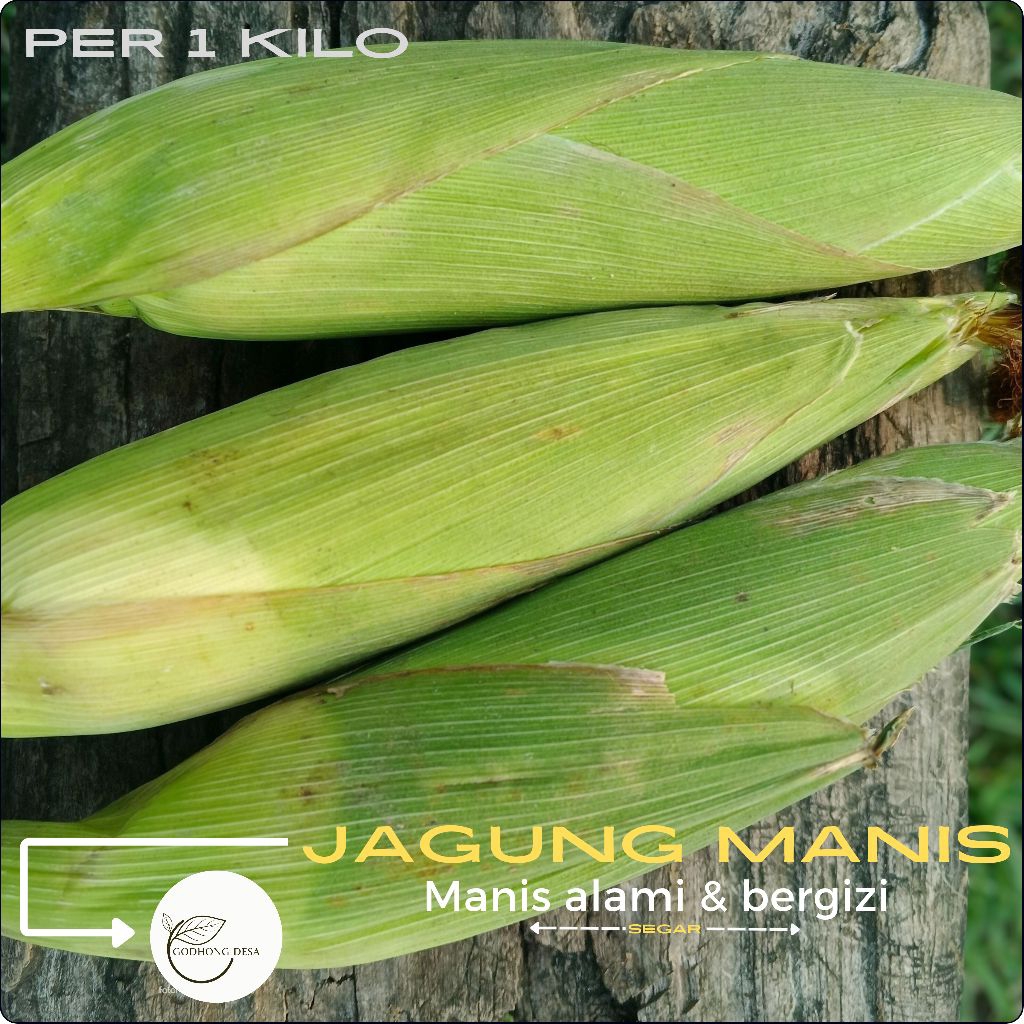

JAGUNG MANIS SUPER F1 bonanza [1KG] buah dan sayuran