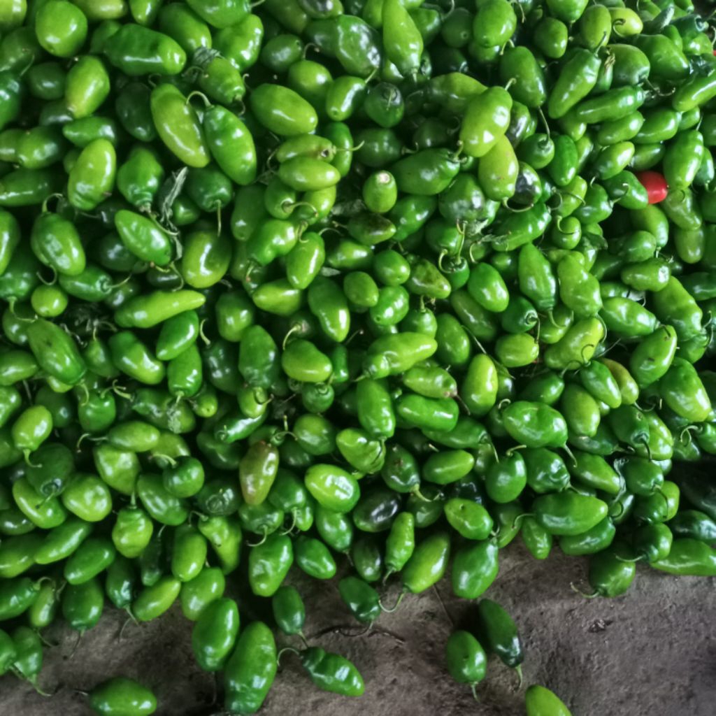 

cabe genot bandung segar murah 1 kg