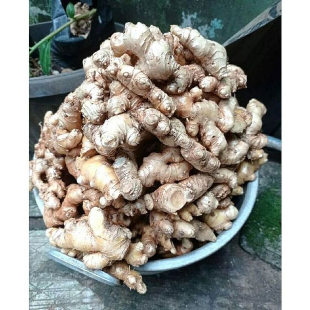 

Lempuyang Malang standard