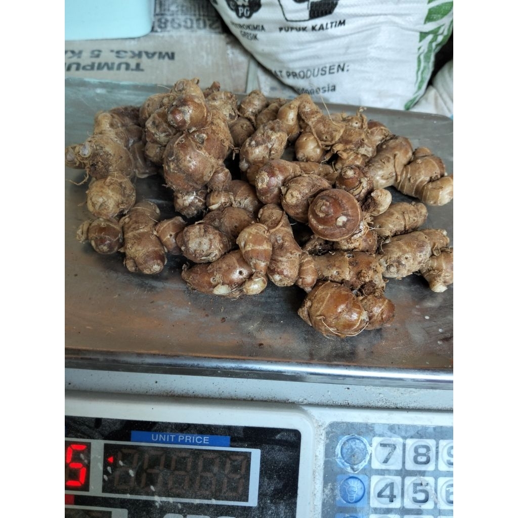 

kencur 500g/ kencur segar / bumbu seblak/ rempah rempah nusantar