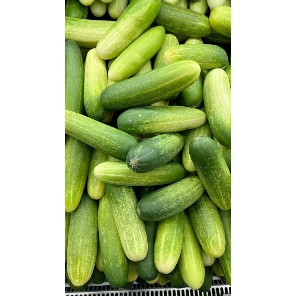 

Timun Segar Pilihan 500gr — Untuk Lalapan, Rujak, Tumisan!