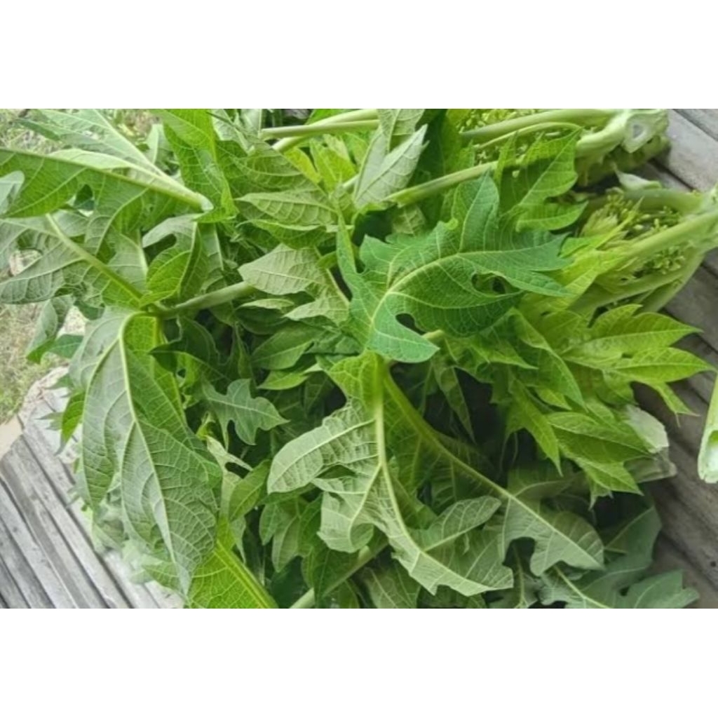 

Daun pepaya muda segar